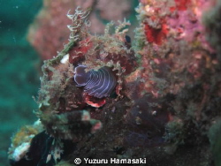 That is a huge bug!! Mr Scorpion! by Yuzuru Hamasaki 